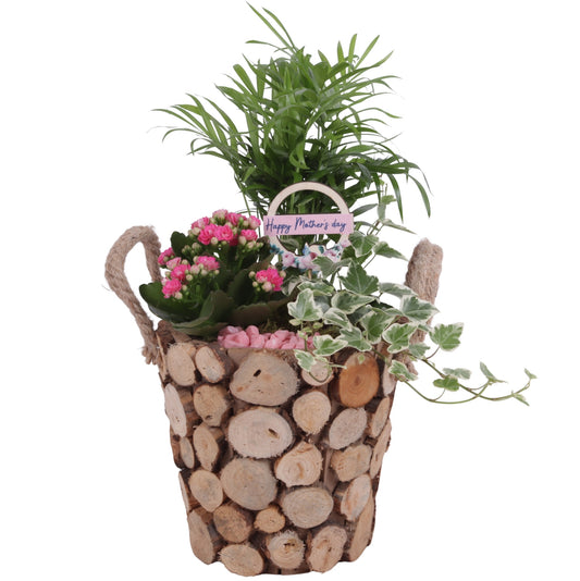 Indoor arrangement 35cm 20cm Pot