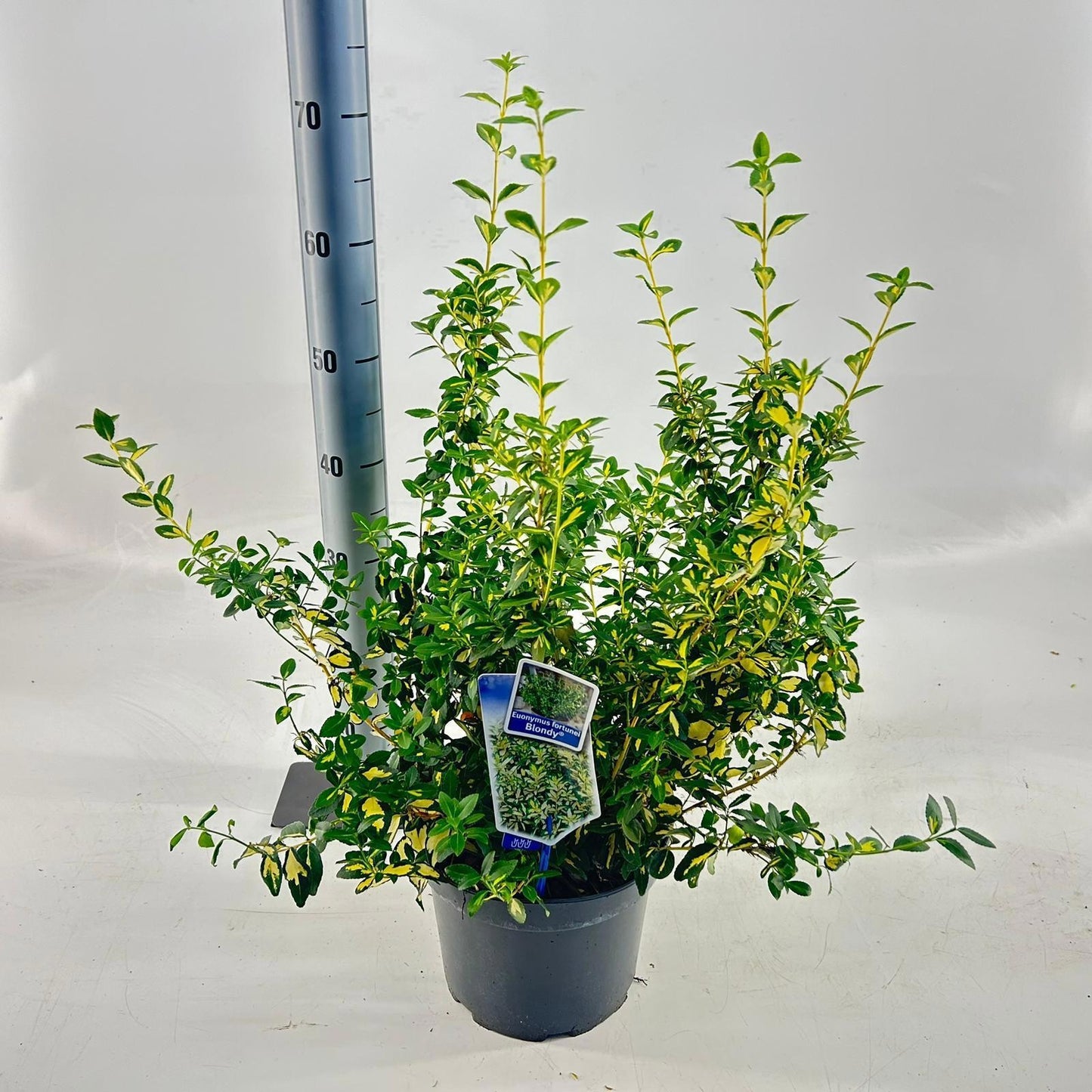 Euonymus Blondy 40cm 23cm Pot