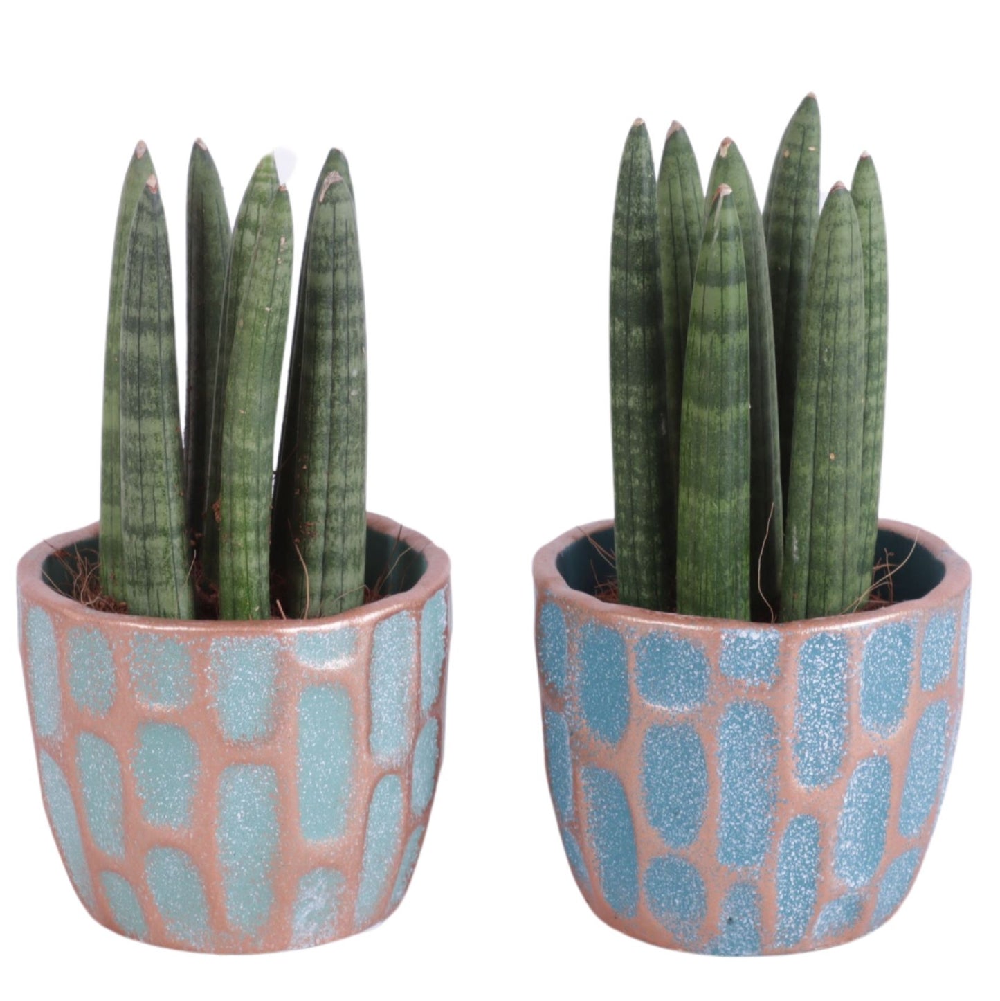 Sansevieria cylindrica 20cm 11cm Pot