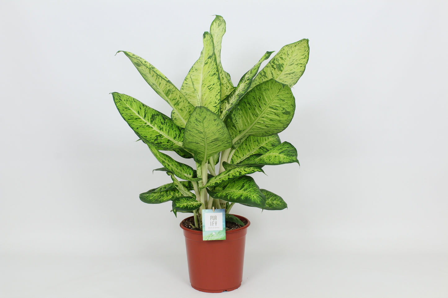 Elstgeest Potplanten Dieffenbachia White Amazon Pack of 3