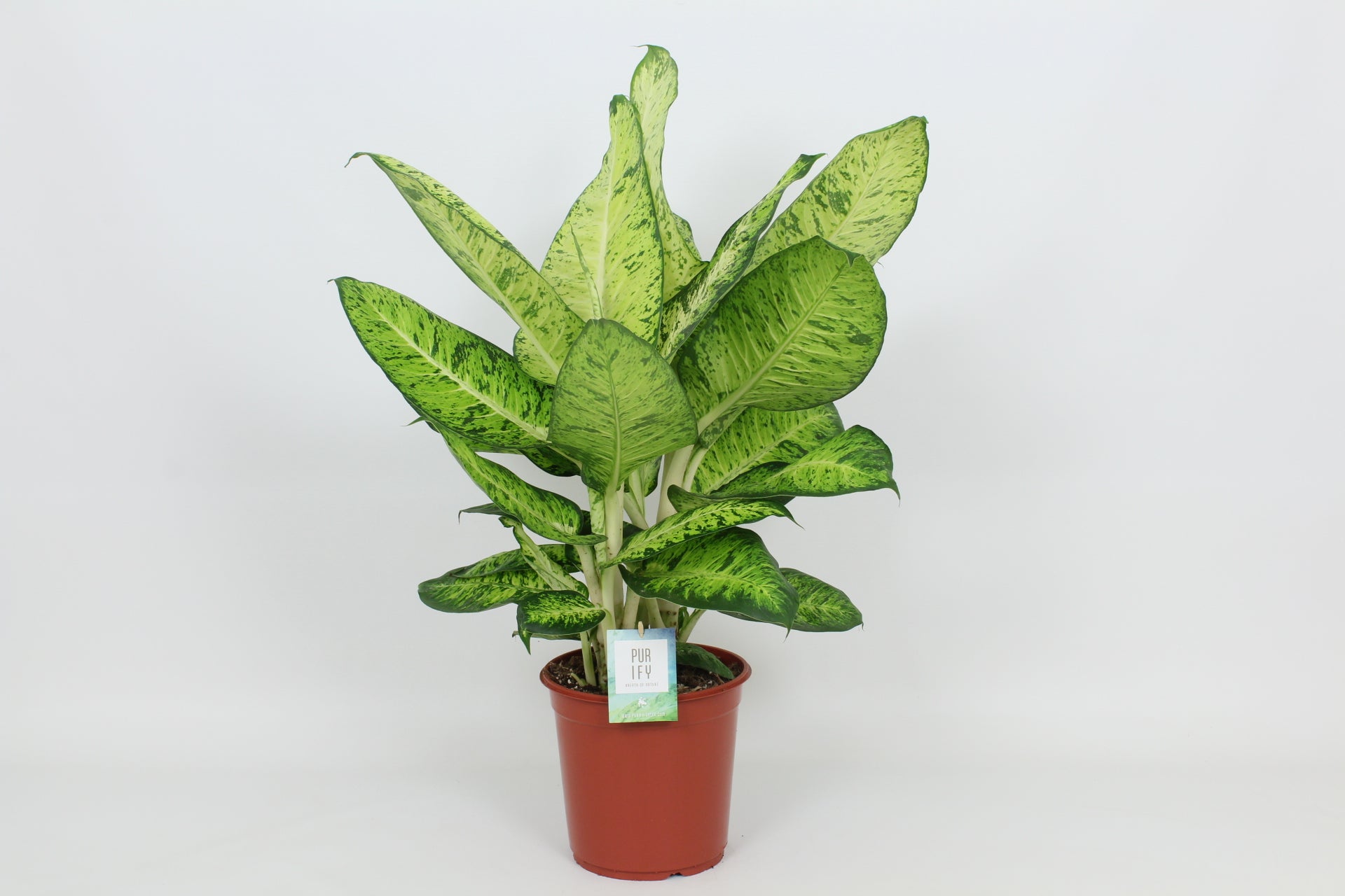 Elstgeest Potplanten Dieffenbachia White Amazon Pack of 3