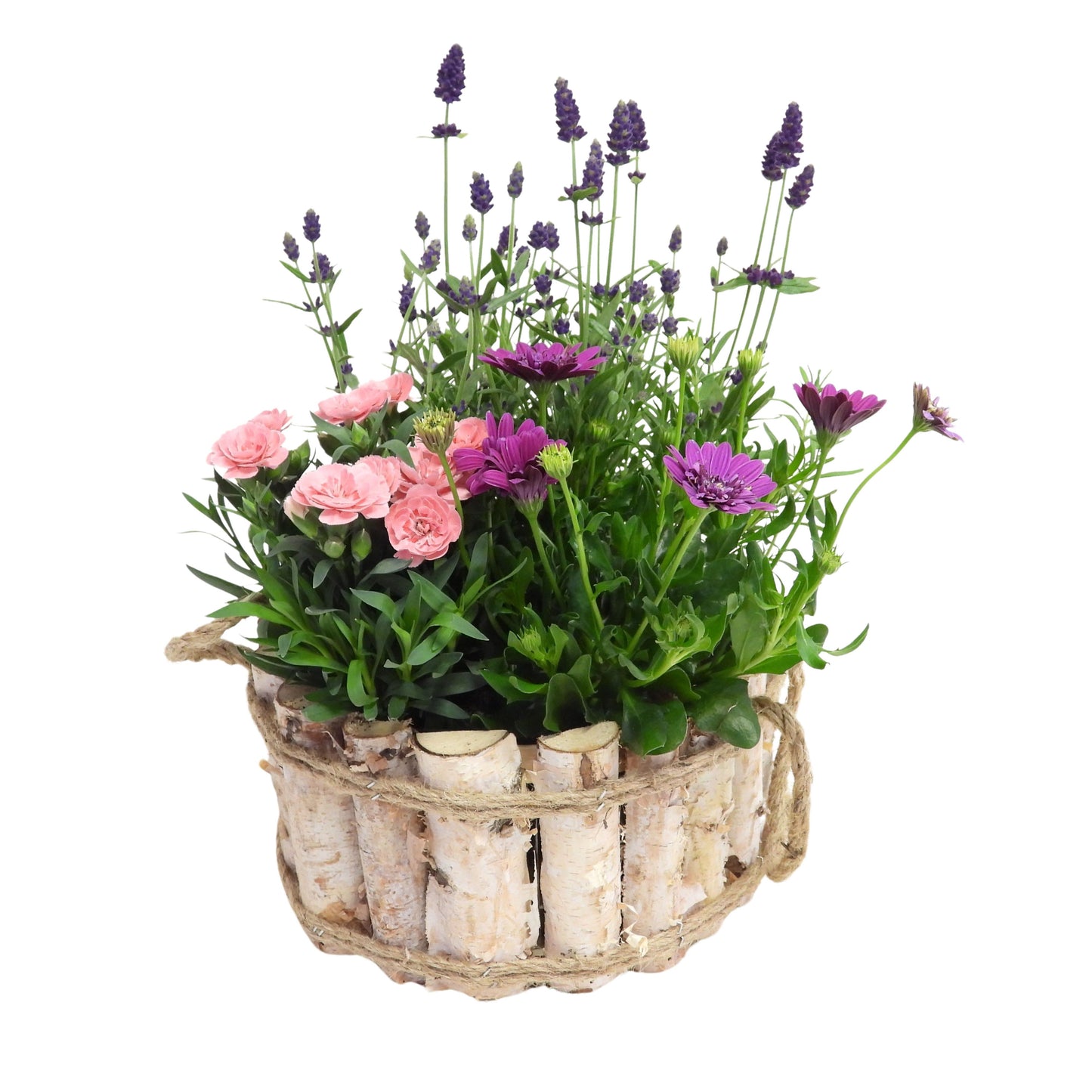 Outdoor arrangement 35cm 23cm Pot