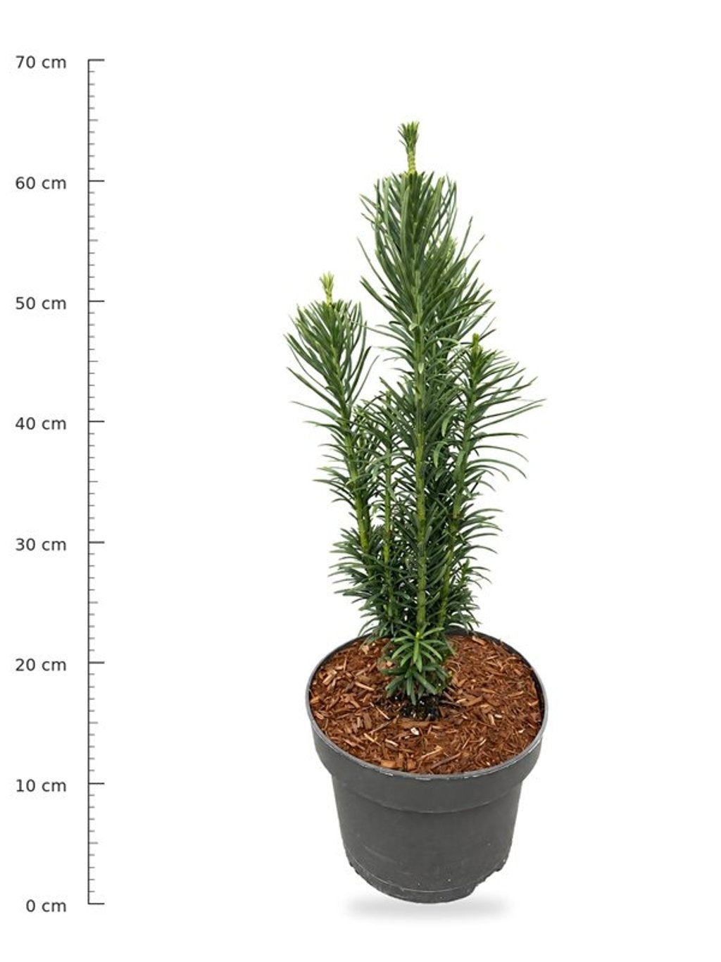 Bloemenkampen BV, Hkw. de Cephalotaxus harringtonii Fastigiata Pack of 1