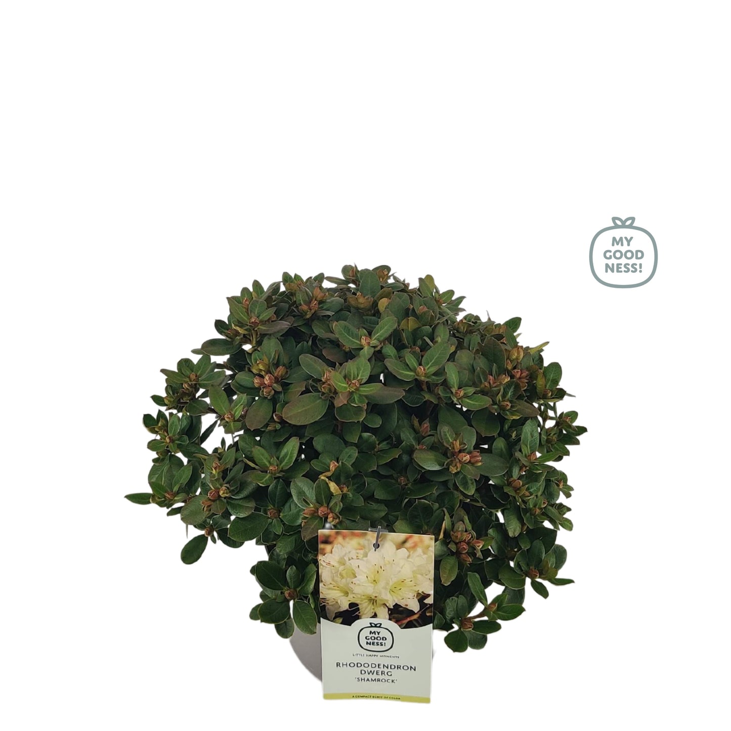 Leybaert BVBA Rhododendron Dora Amateis Pack of 1