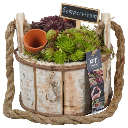 arr. Sempervivum 18cm 18cm Pot