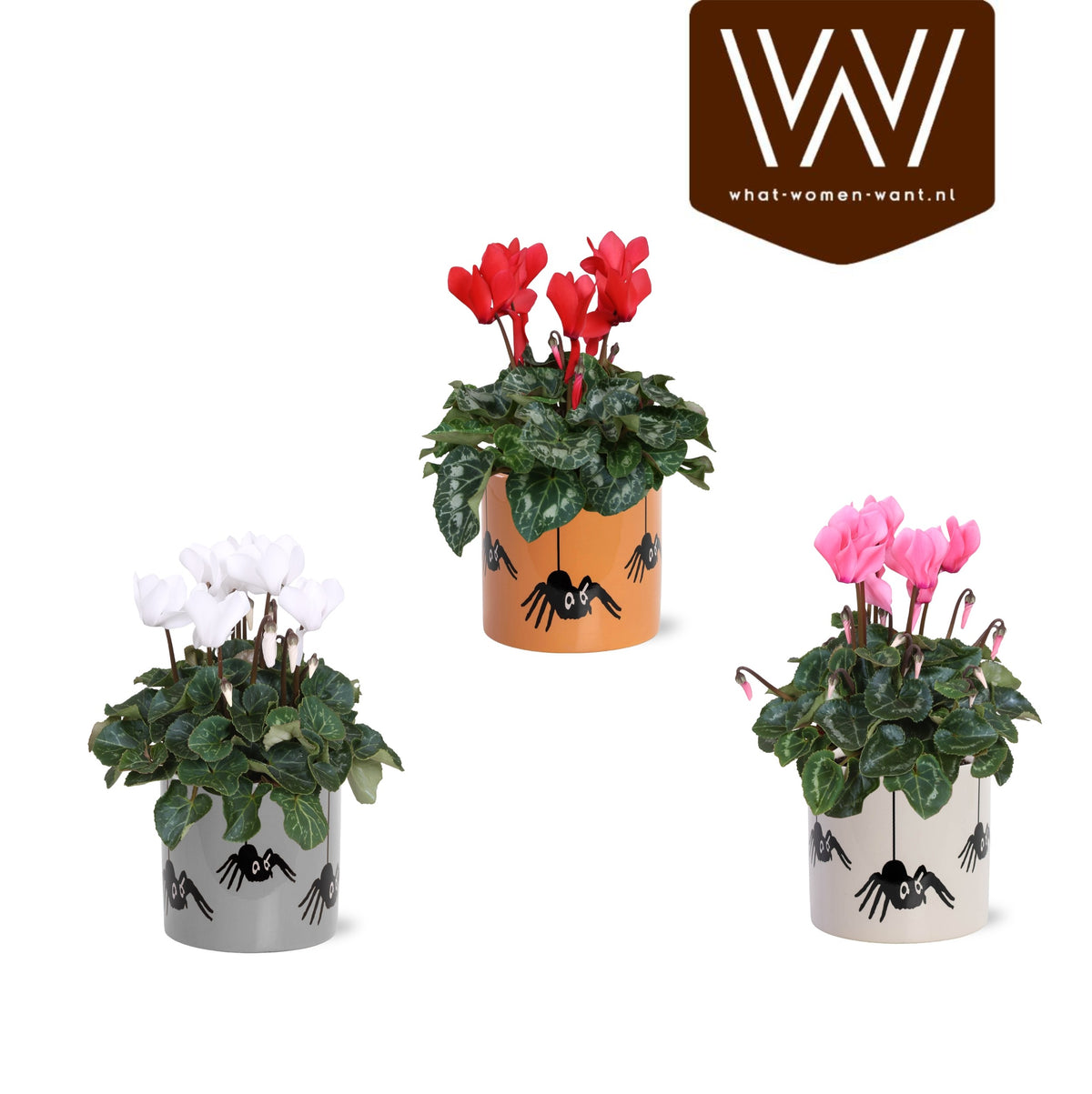Cyclamen Allure 30cm 12cm Pot