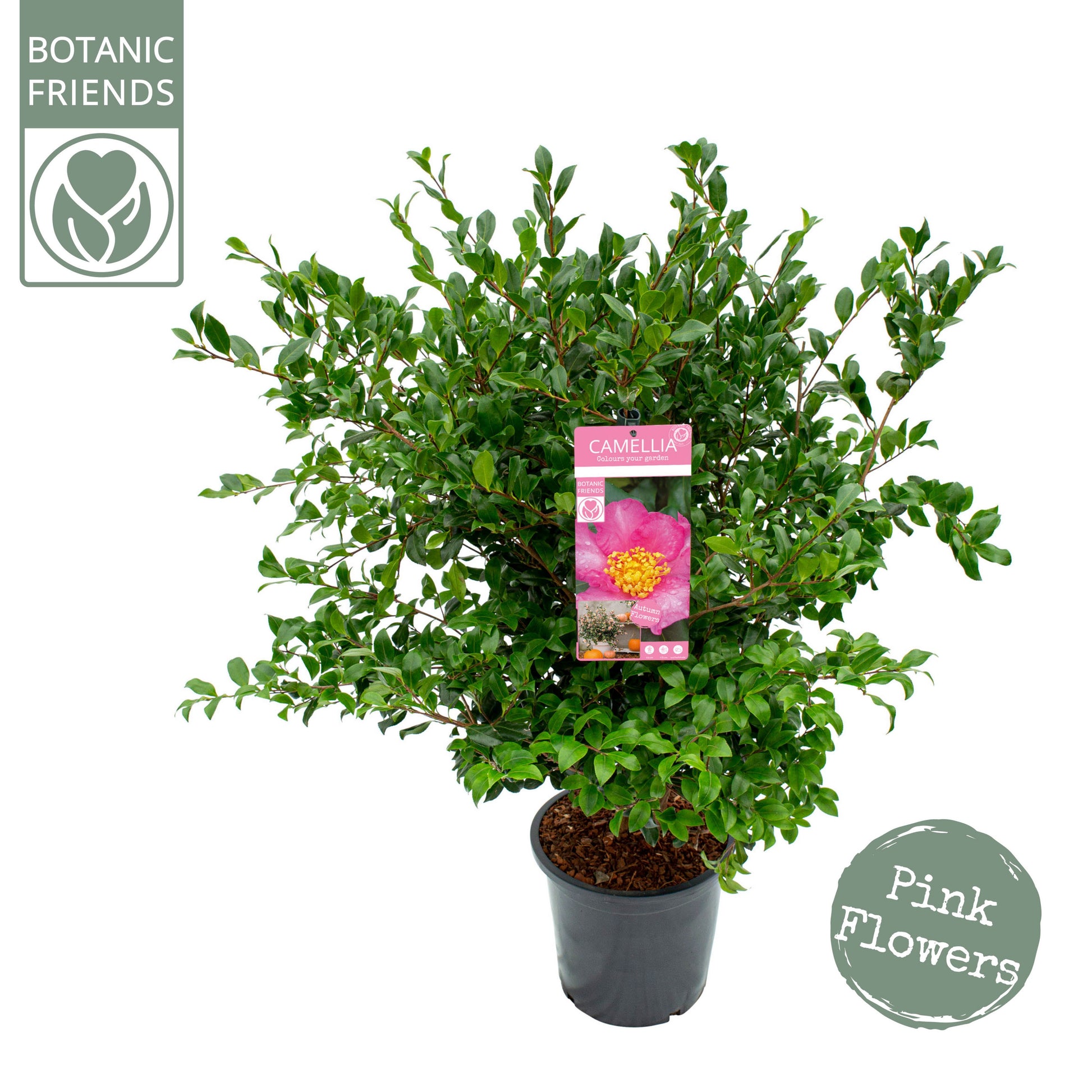 Camellia sasanqua 105cm 29cm Pot