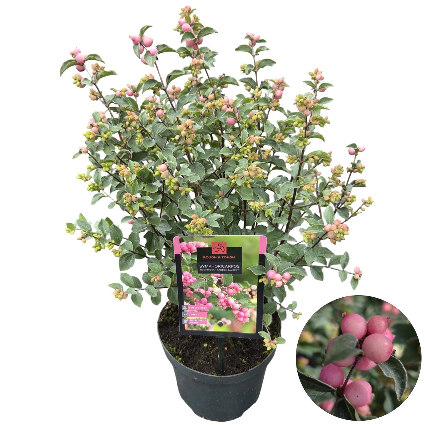 Symphoricarpos Magical Sweet 50cm 19cm Pot