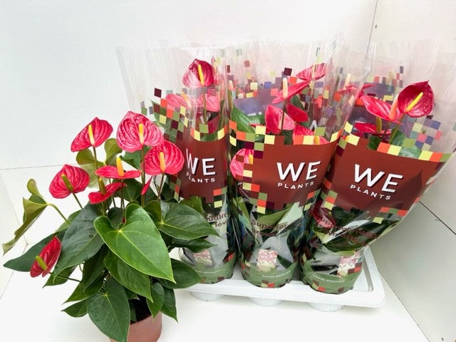 Anthurium Tremendo 65cm 17cm Pot