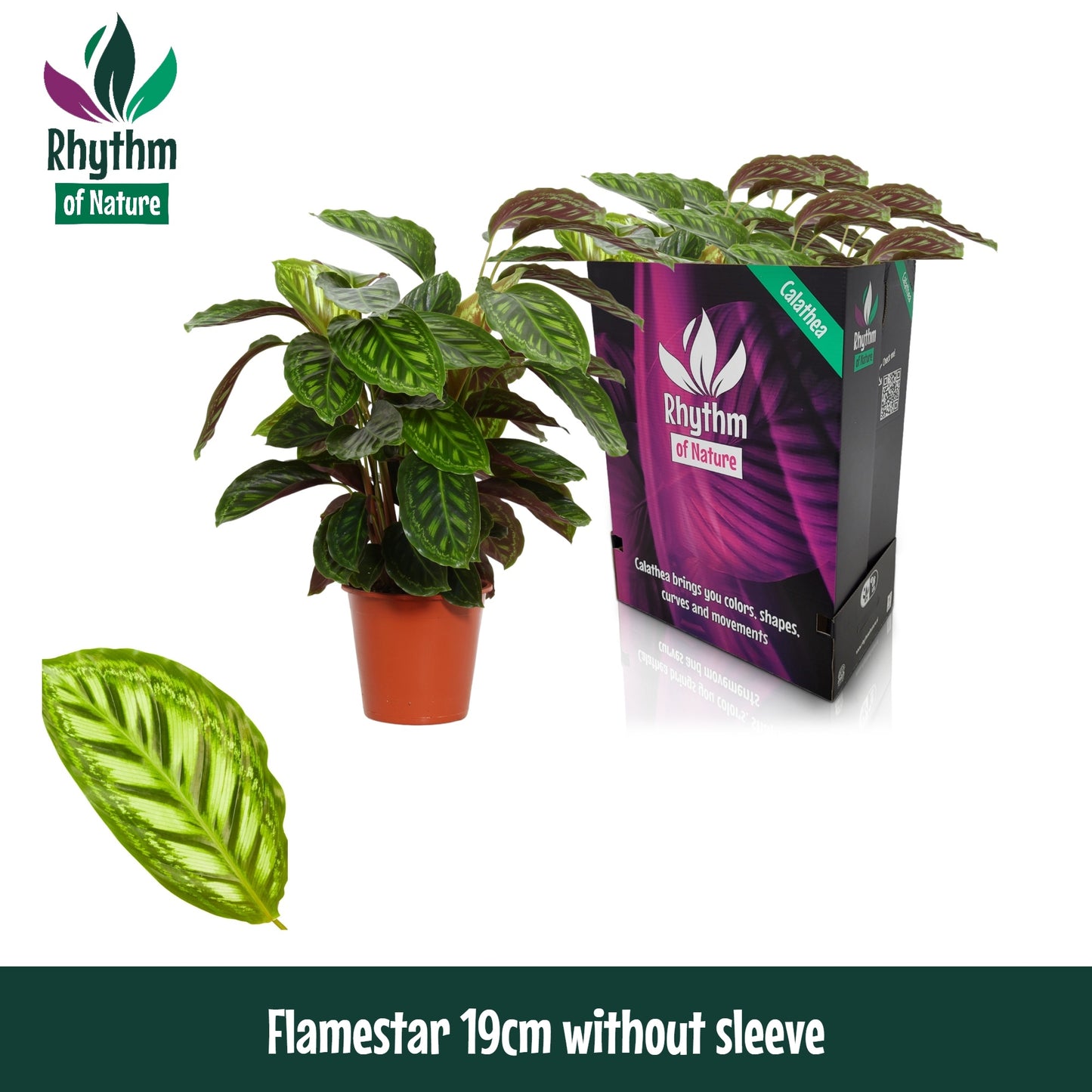 Valstar, Hkw. Gebr. Calathea Flamestar Pack of 5