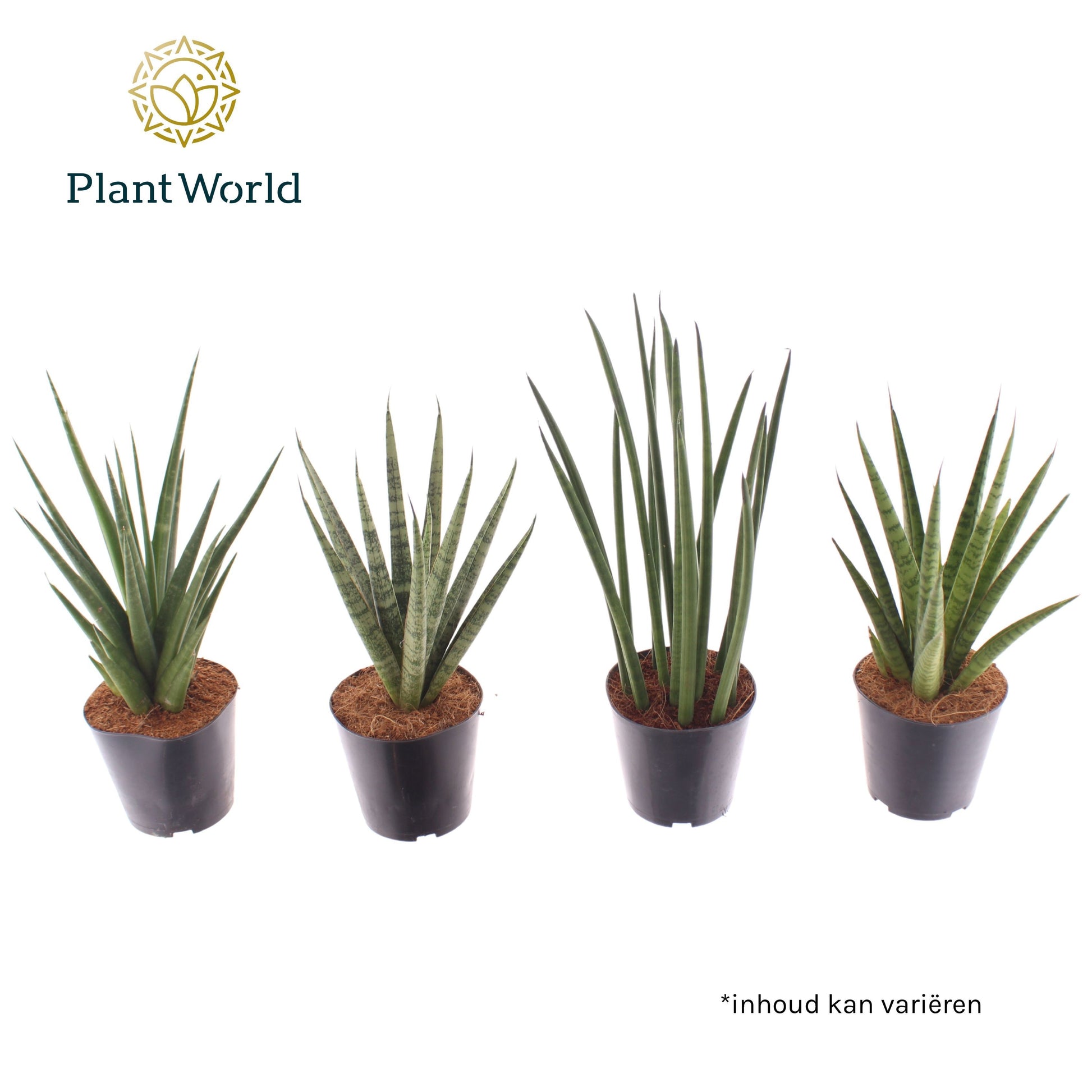 Sansevieria Thailand mix 30cm 12cm Pot