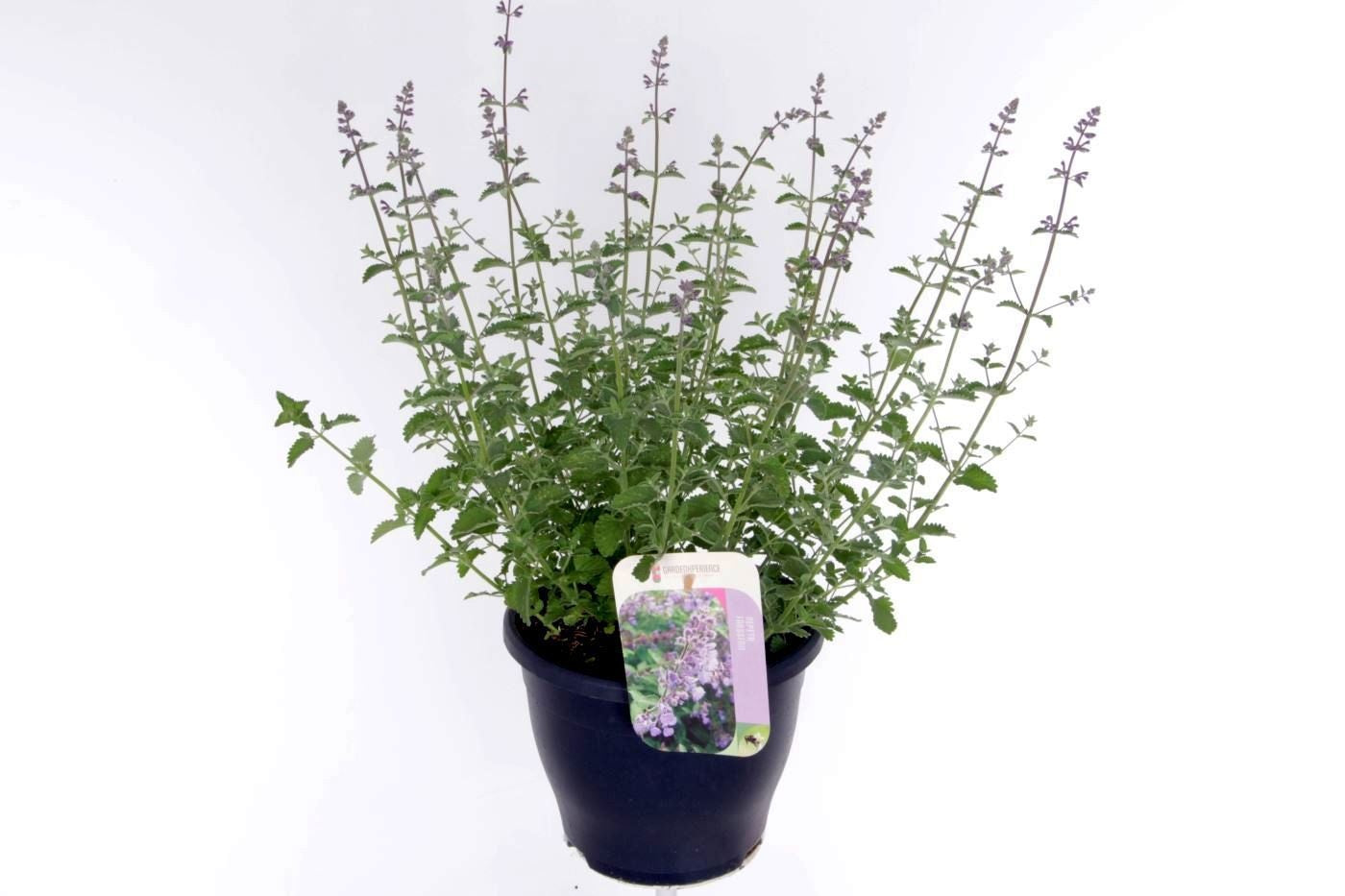 Nepeta faa. Walker's Low 60cm 23cm Pot
