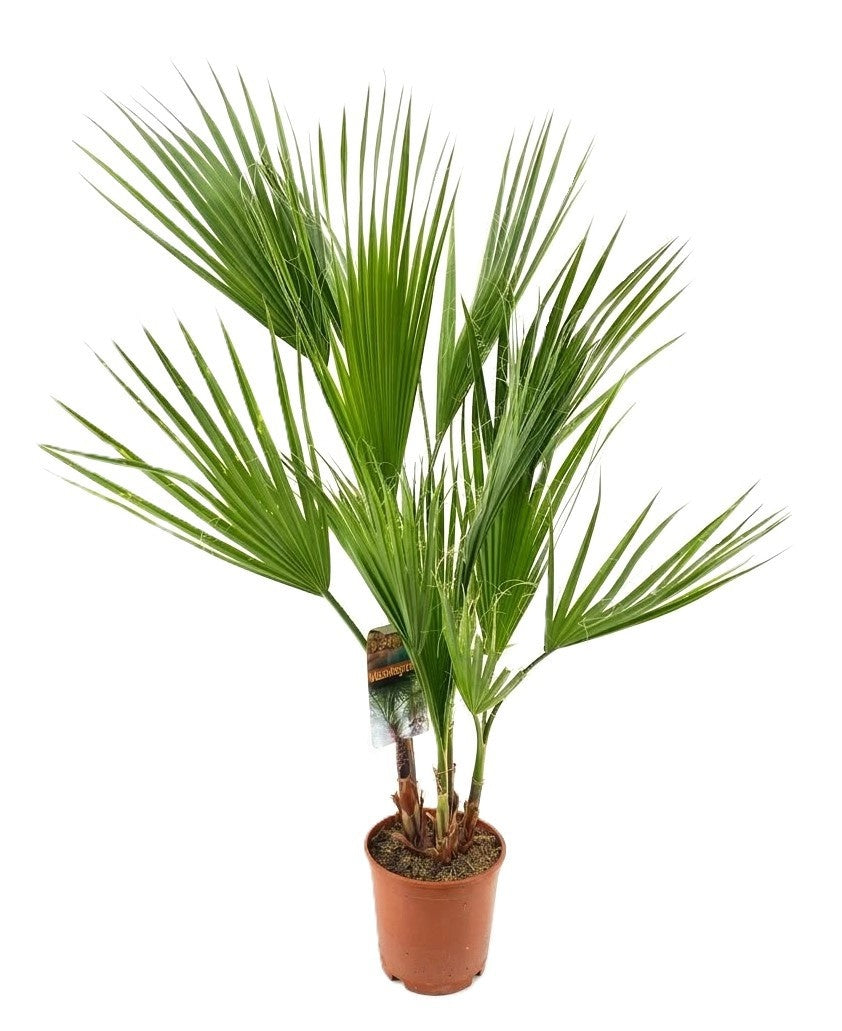 Washingtonia robusta 110cm 17cm Pot