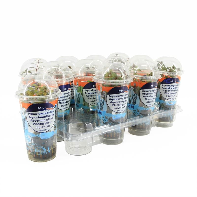 Waterplkw R. Moerings Ludwigia sp mini super red Pack of 12