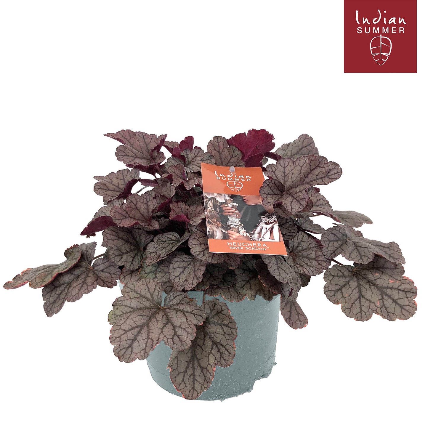 Heuchera Indian Summer silver 30cm 19cm Pot