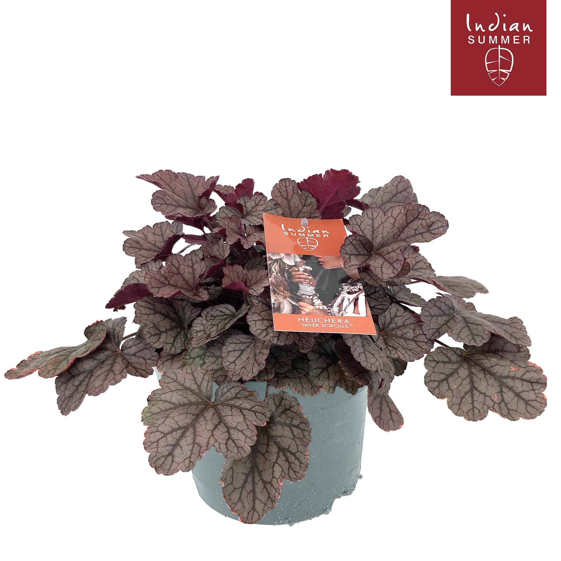 Heuchera Indian Summer silver 30cm 19cm Pot
