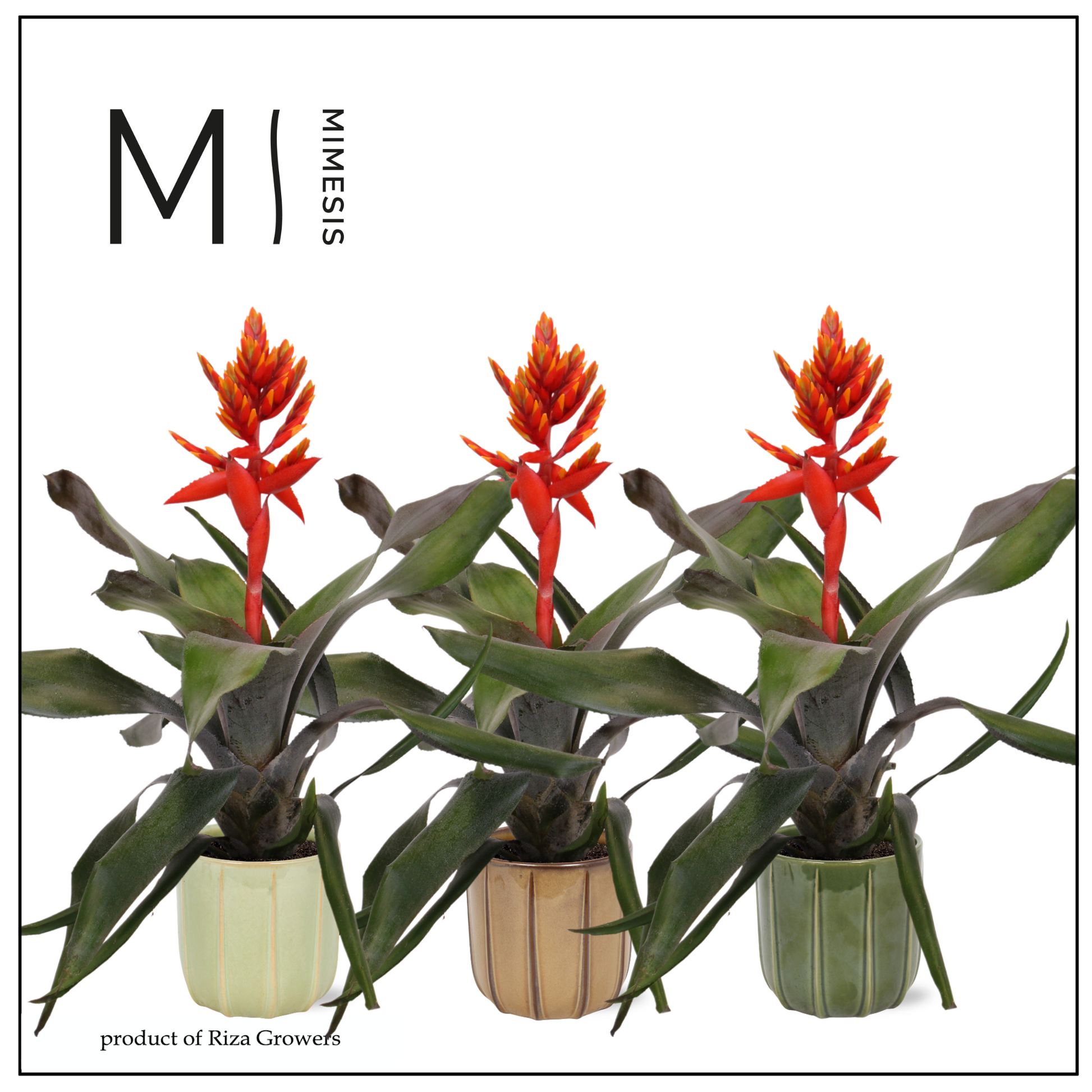 Riza Bromelia Specialist Aechmea Pepita Elegant Flames Pack of 5