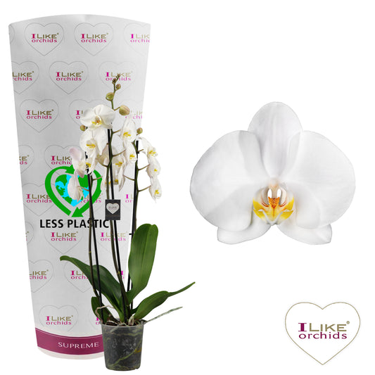Phalaenopsis Cambridge 55cm 12cm Pot