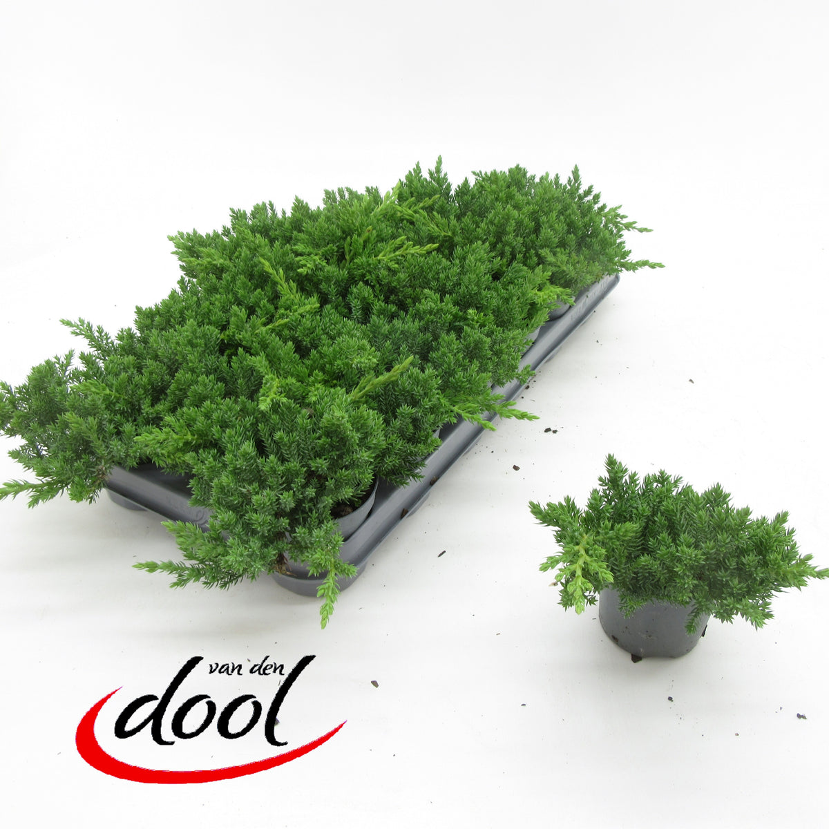 Juniperus procumbens Nana 10cm 9cm Pot
