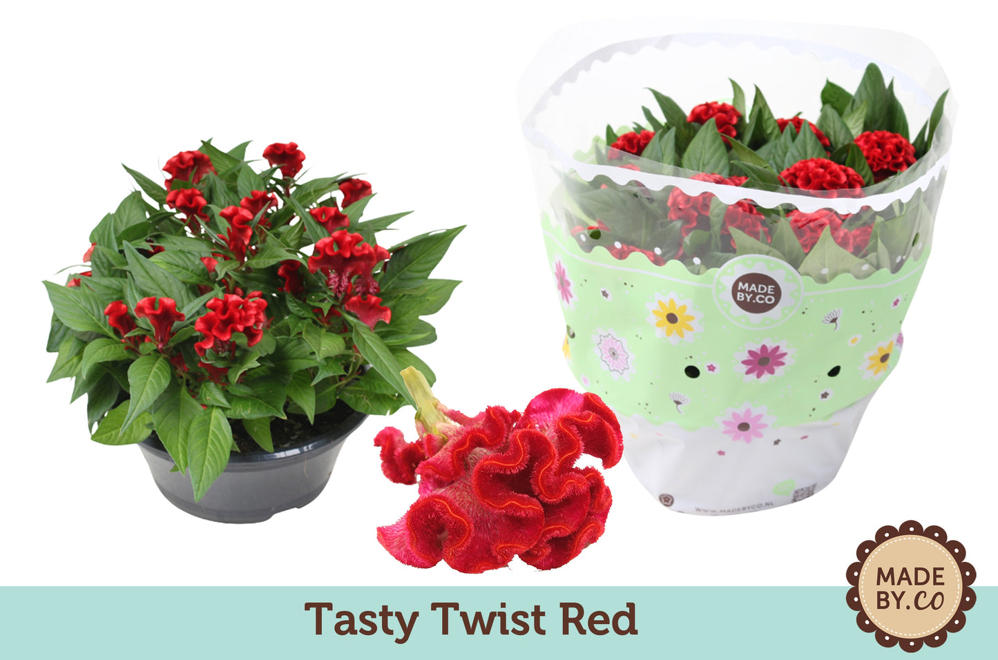 Celosia Twisted Red Currant 25cm 23cm Pot