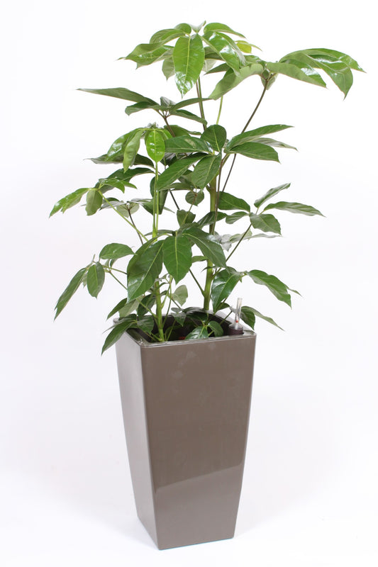 Schefflera Amate 120cm 33cm Pot