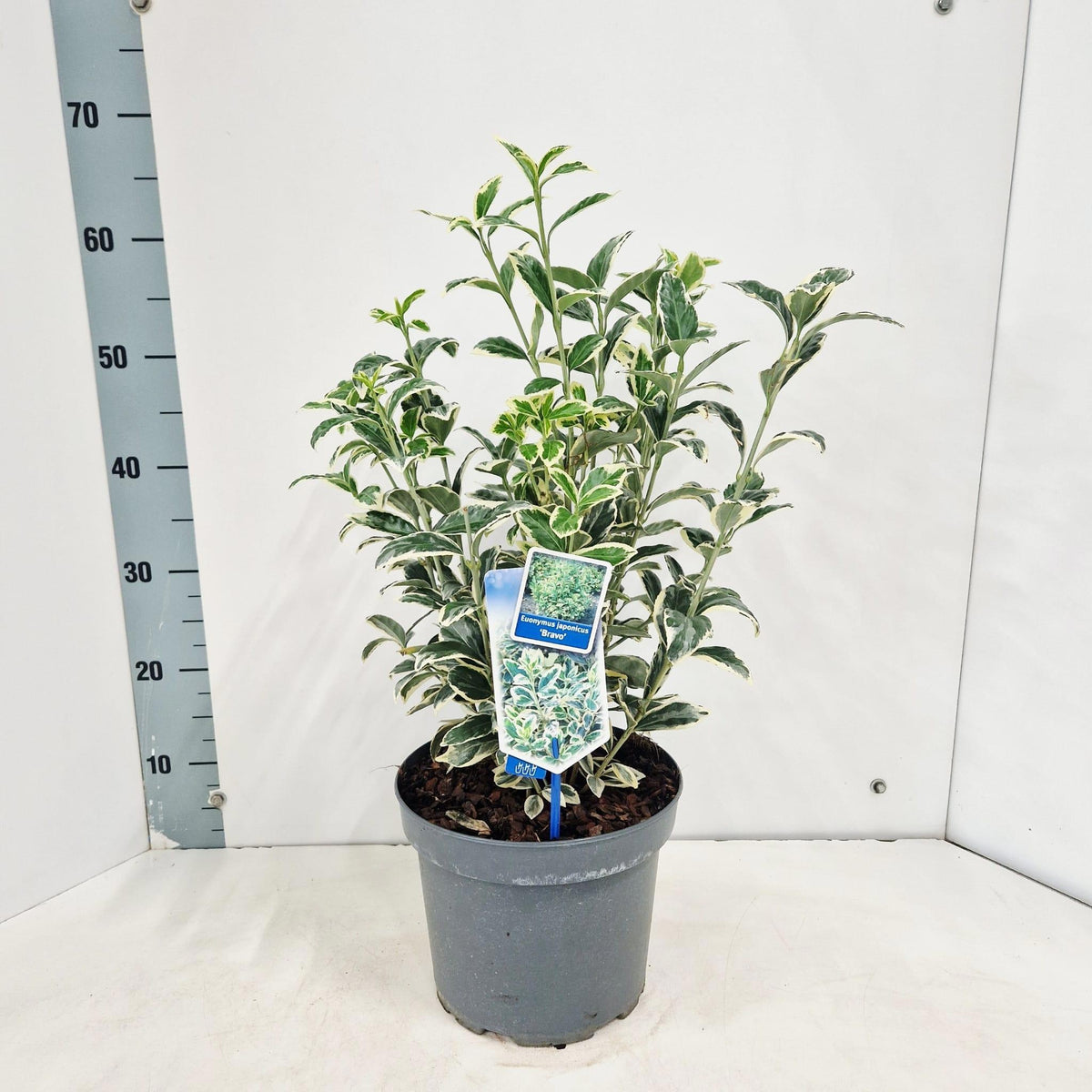 Euonymus Bravo 60cm 23cm Pot