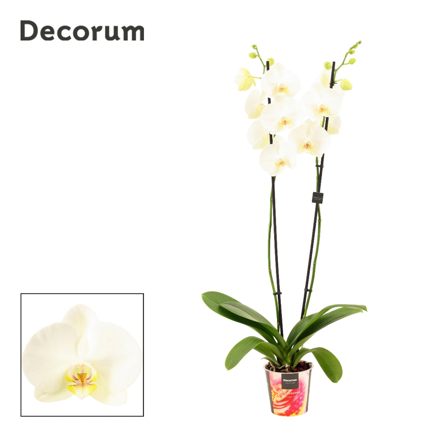 Phalaenopsis white Decorum 80cm 12cm Pot