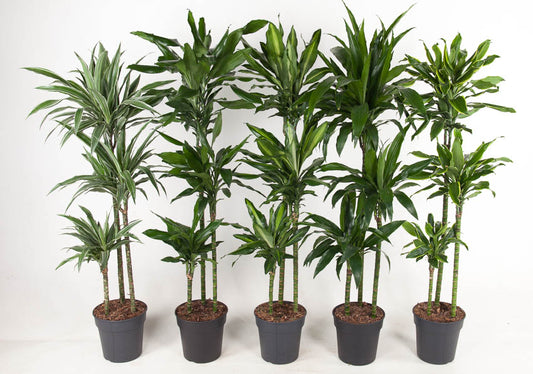 Dracaena mix de luxe 150cm 24cm Pot