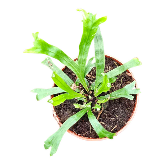 Asplenium nidus 10cm 7cm Pot