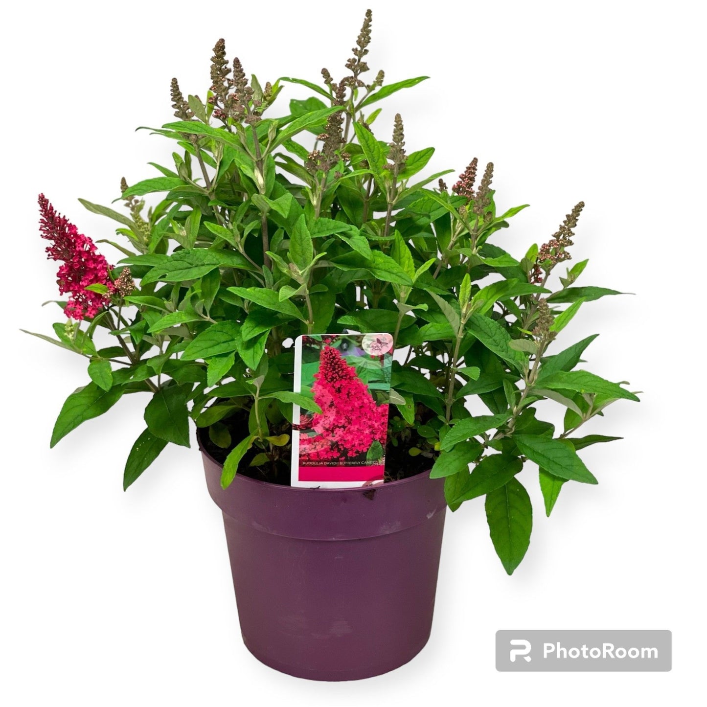 Buddleja Butterfly Candy Little Ruby 60cm 23cm Pot