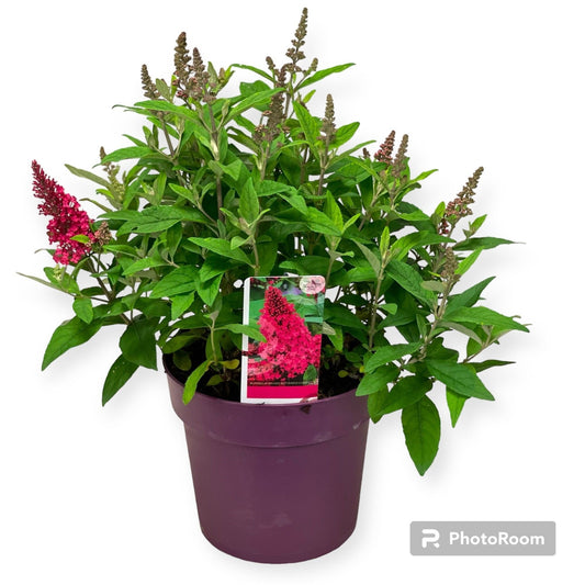 Buddleja Butterfly Candy Little Ruby 60cm 23cm Pot