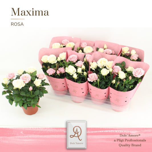 Rosa Infinity mix 32cm 14cm Pot