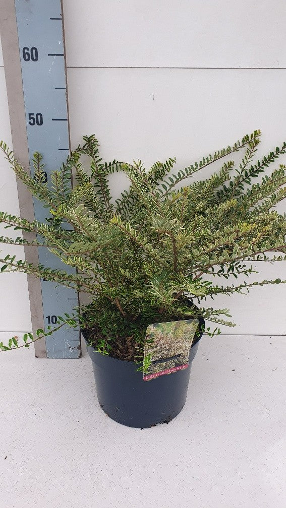 Roessel Tuinpl. VOF, B. v. Lonicera Lemon Beauty Pack of 1
