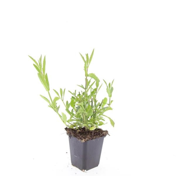 Boer, W.T.M. de Verbena bonariensis Pack of 12