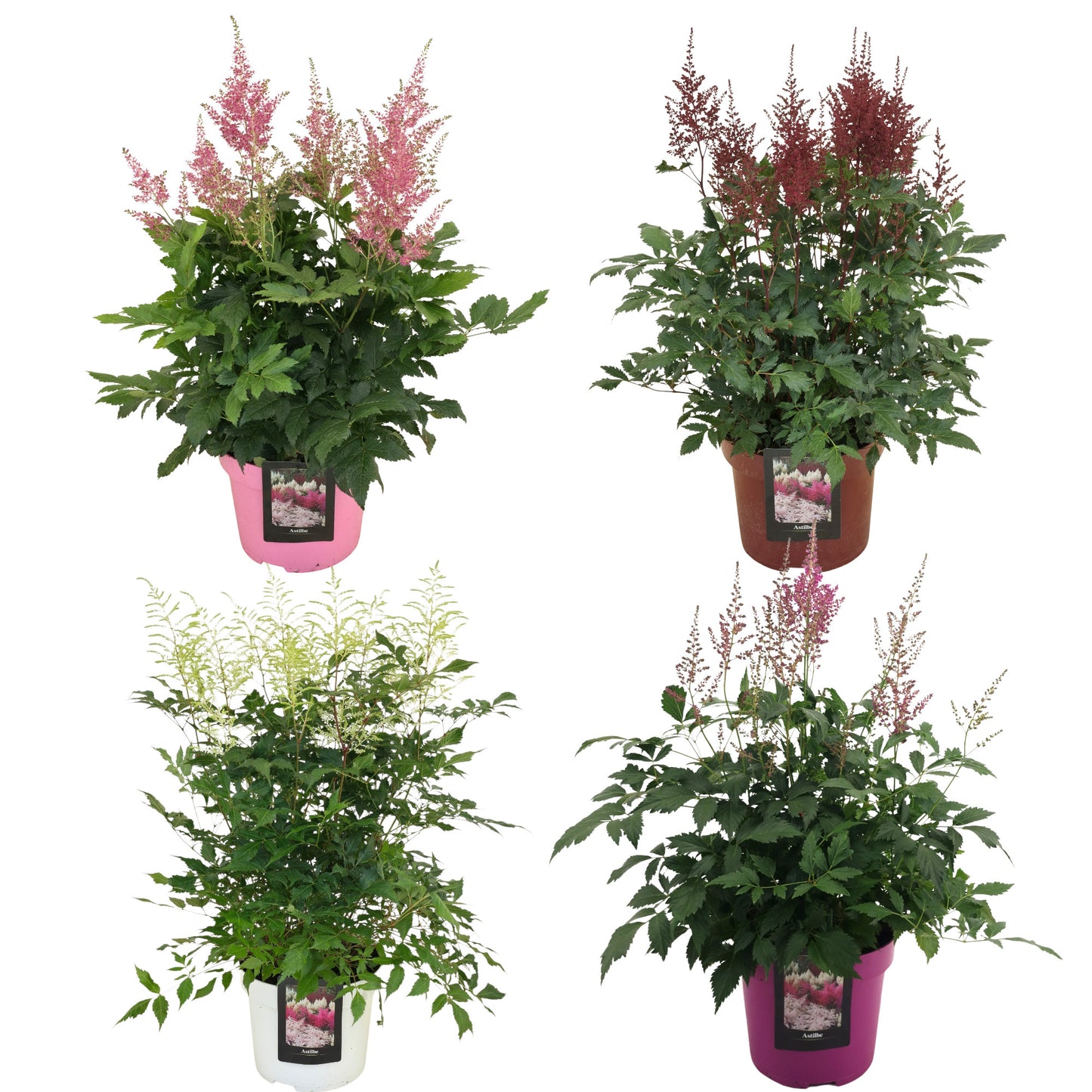 Astilbe Hybrid 70cm 23cm Pot