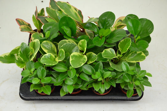 Peperomia mix 12cm 7cm Pot
