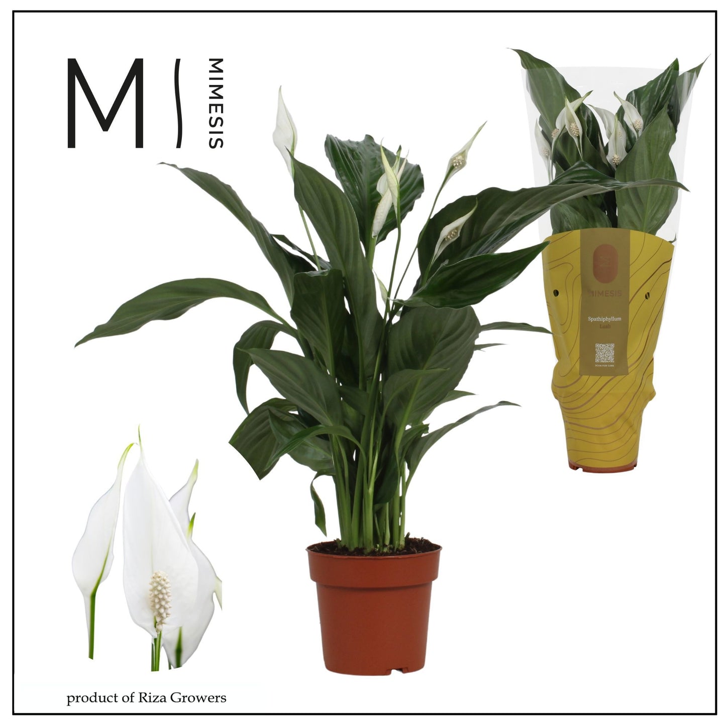 Spathiphyllum Sweet Ricardo 55cm 13cm Pot