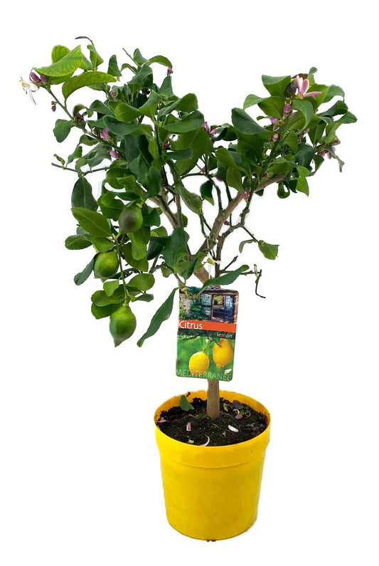 Citrus Lemon 80cm 21cm Pot
