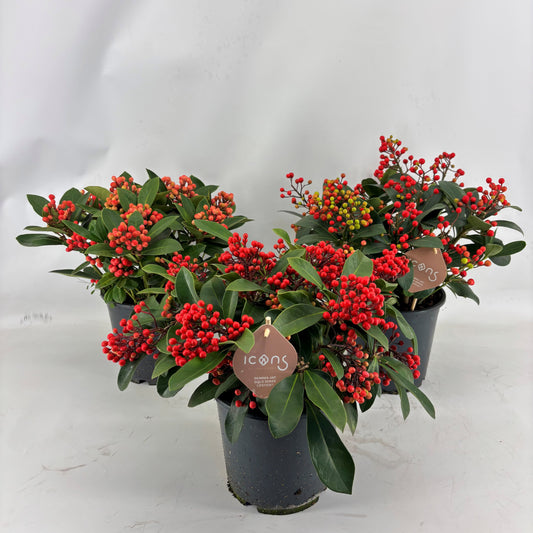 Skimmia japonica mix 45cm 19cm Pot