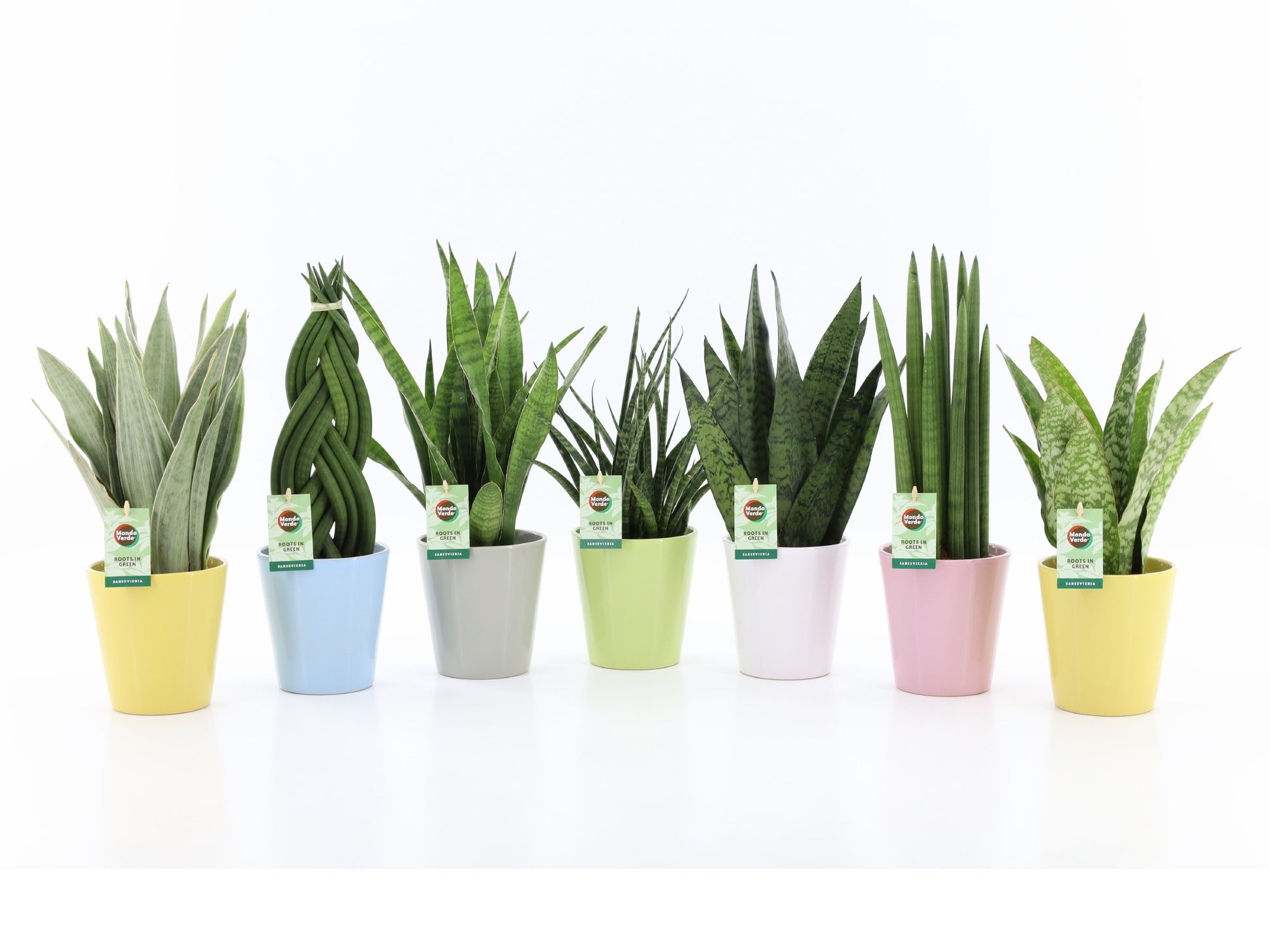 Foliage houseplants mix 35cm 13cm Pot