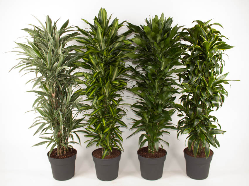 Dracaena mix 170cm 34cm Pot