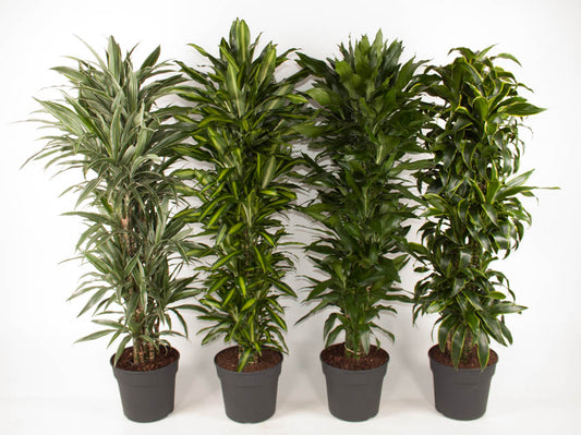 Dracaena mix 170cm 34cm Pot
