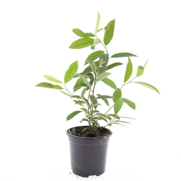 Boer, W.T.M. de Itea virginica Henry Garnet Pack of 8