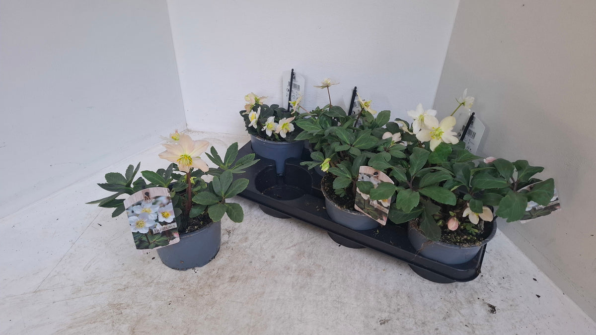 Helleborus niger Christmas Carol 25cm 15cm Pot