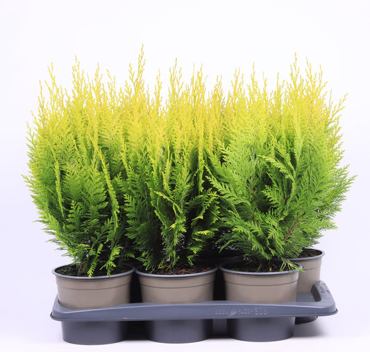 chamaecyparis-ivonne-50cm-17cm-pot