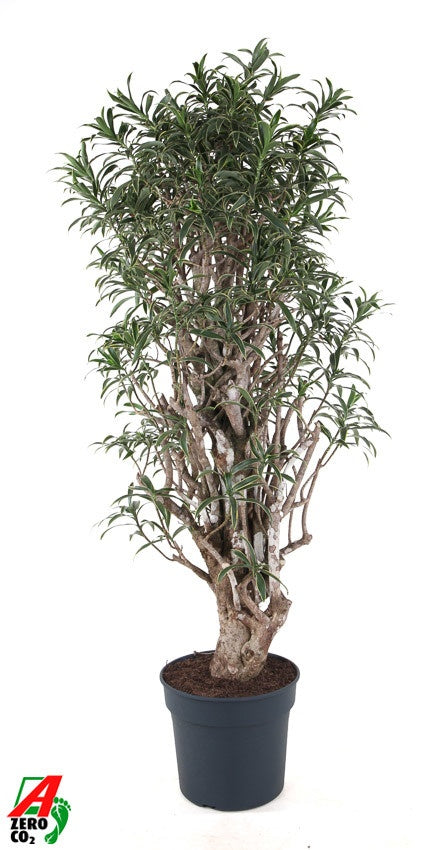 Dracaena ref. Song of India 180cm 40cm Pot