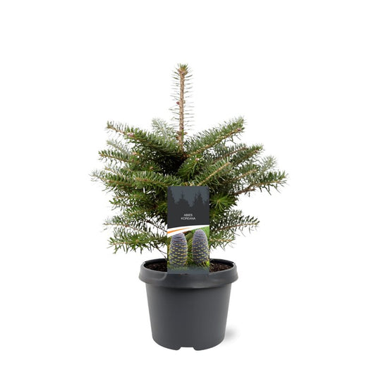 Abies koreana 35cm 19cm Pot