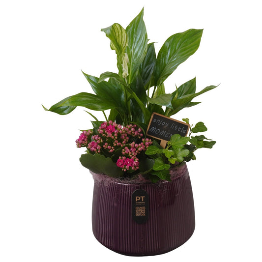 Indoor arrangement 36cm 16cm Pot