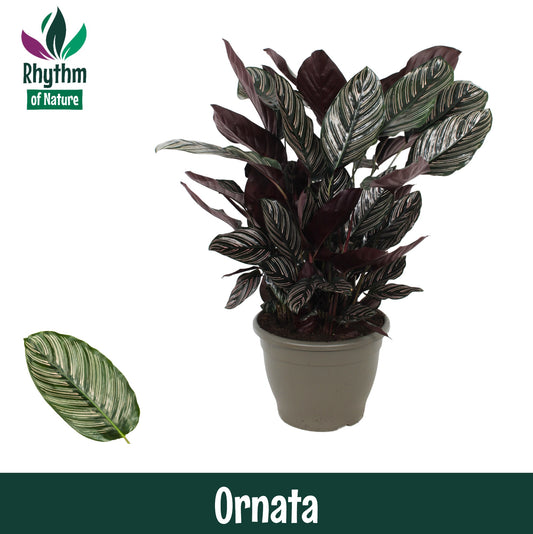 Calathea Ornata 65cm 32cm Pot