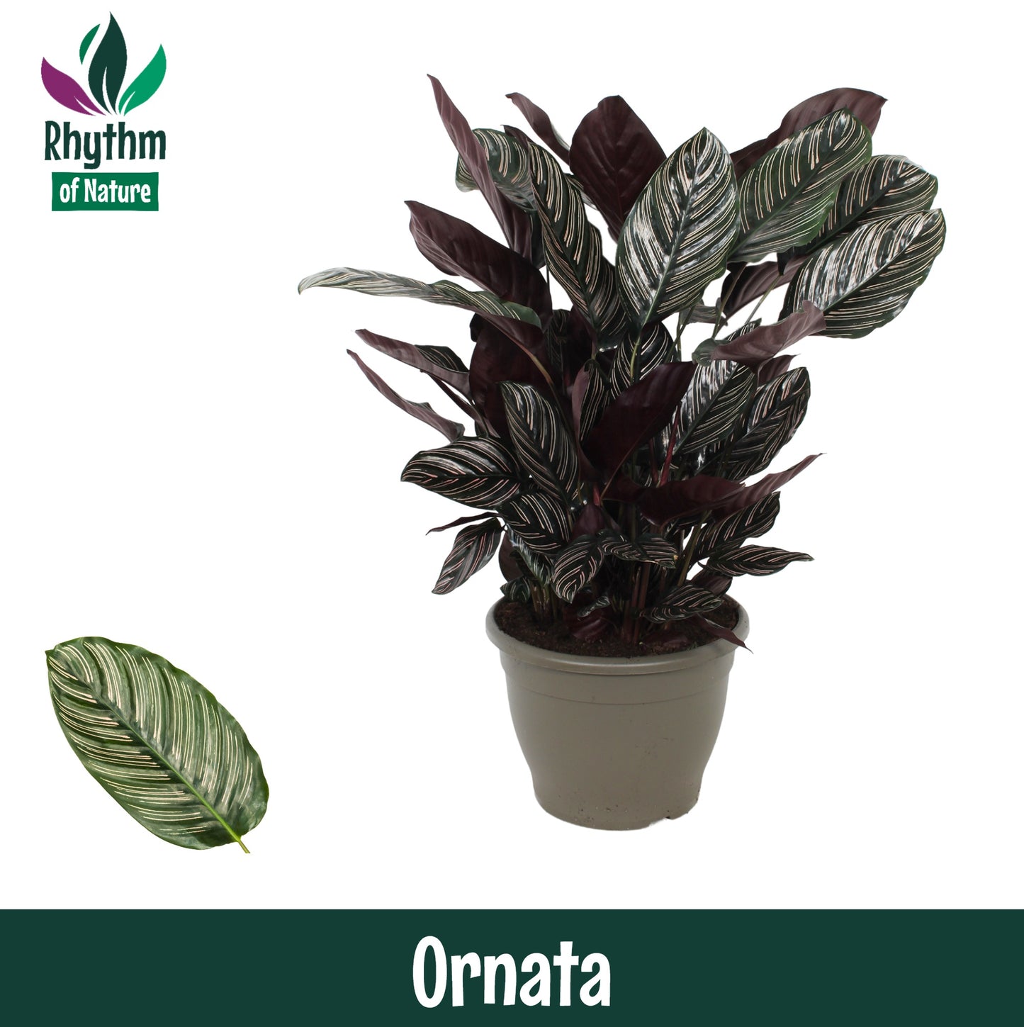Calathea sanderiana 65cm 32cm Pot